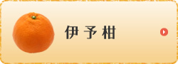 伊予柑